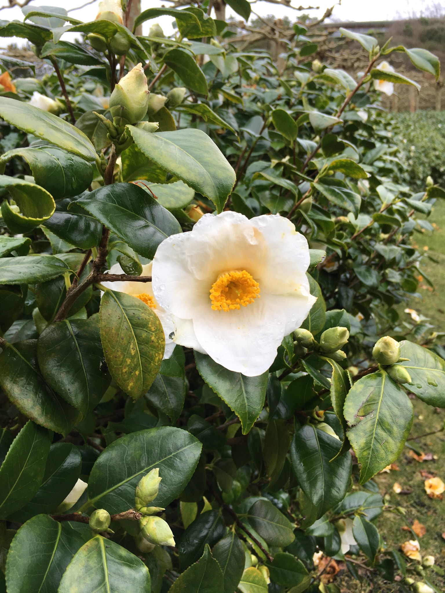 Camellia