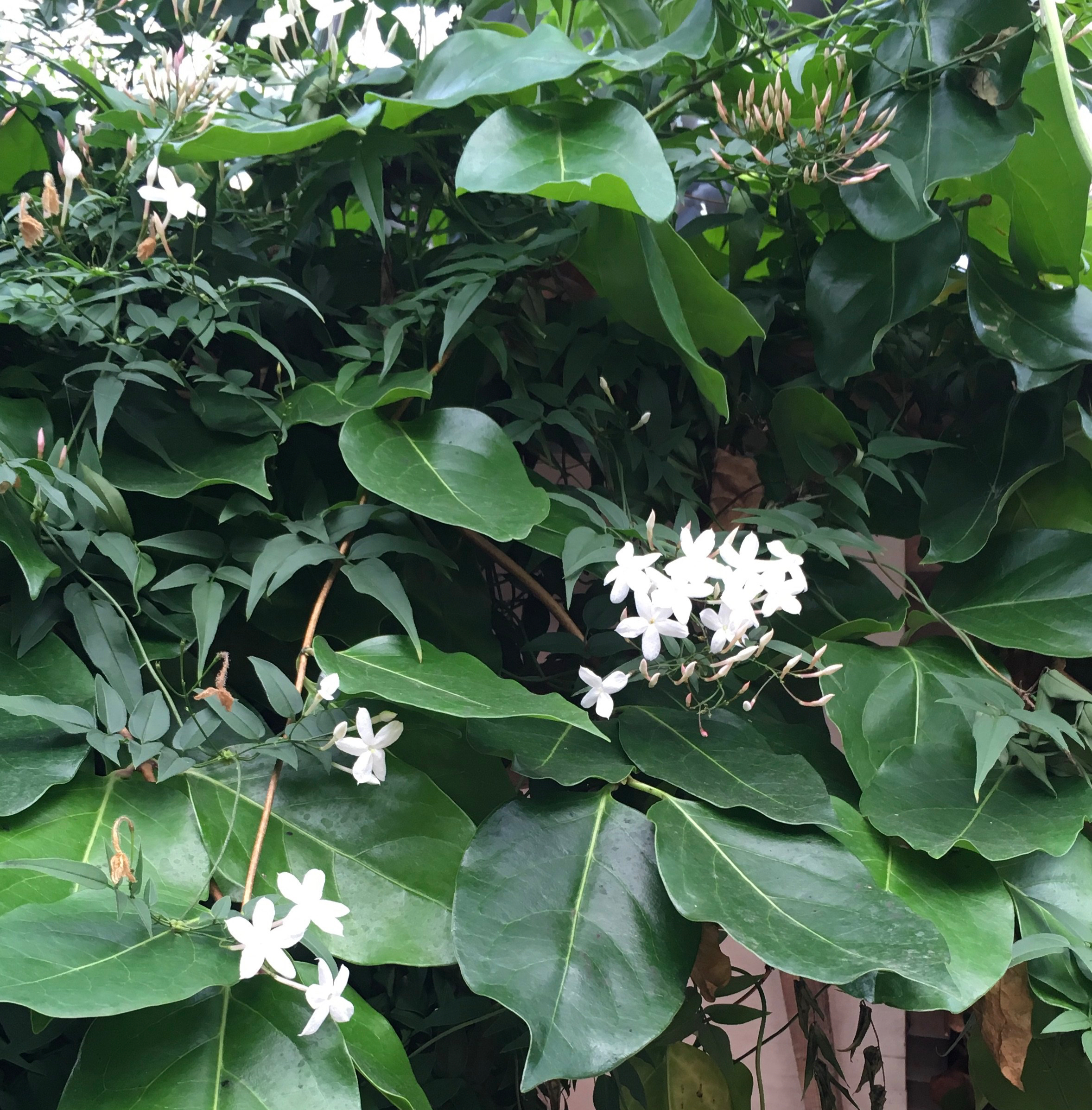 Jasmine at Eden
