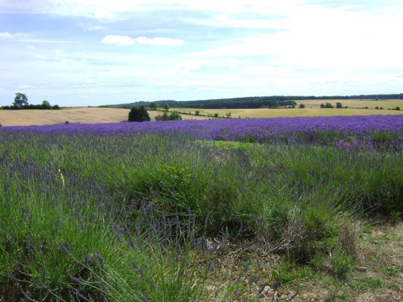 Lavender, aromatherapy, massage, Belper, recipe, shortbread, cooking, baking, essential oils,