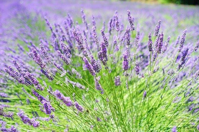 Lavender, aromatherapy, massage, Belper, essential oils, grow your own, cooking, recipe, shortbread,
