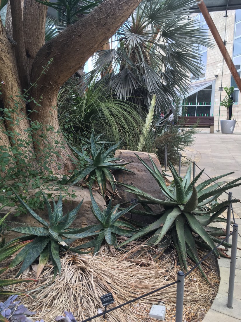 Aloe, aloe Vera, massage, essential oils, Aromatherapy, Sheffield, winter gardens, Belper, Derbyshire