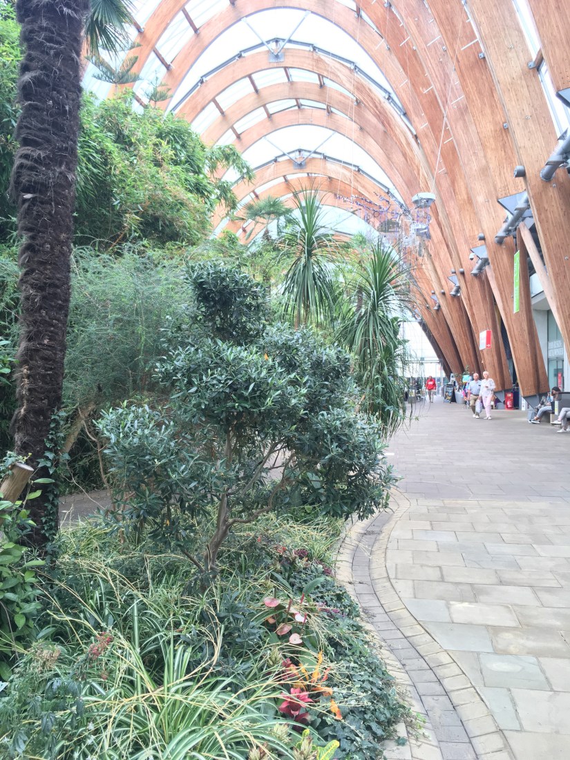 Sheffield, winter gardens, olive, tea tree, Aromatherapy, massage, essential oils, Belper, Derbyshire, gardens