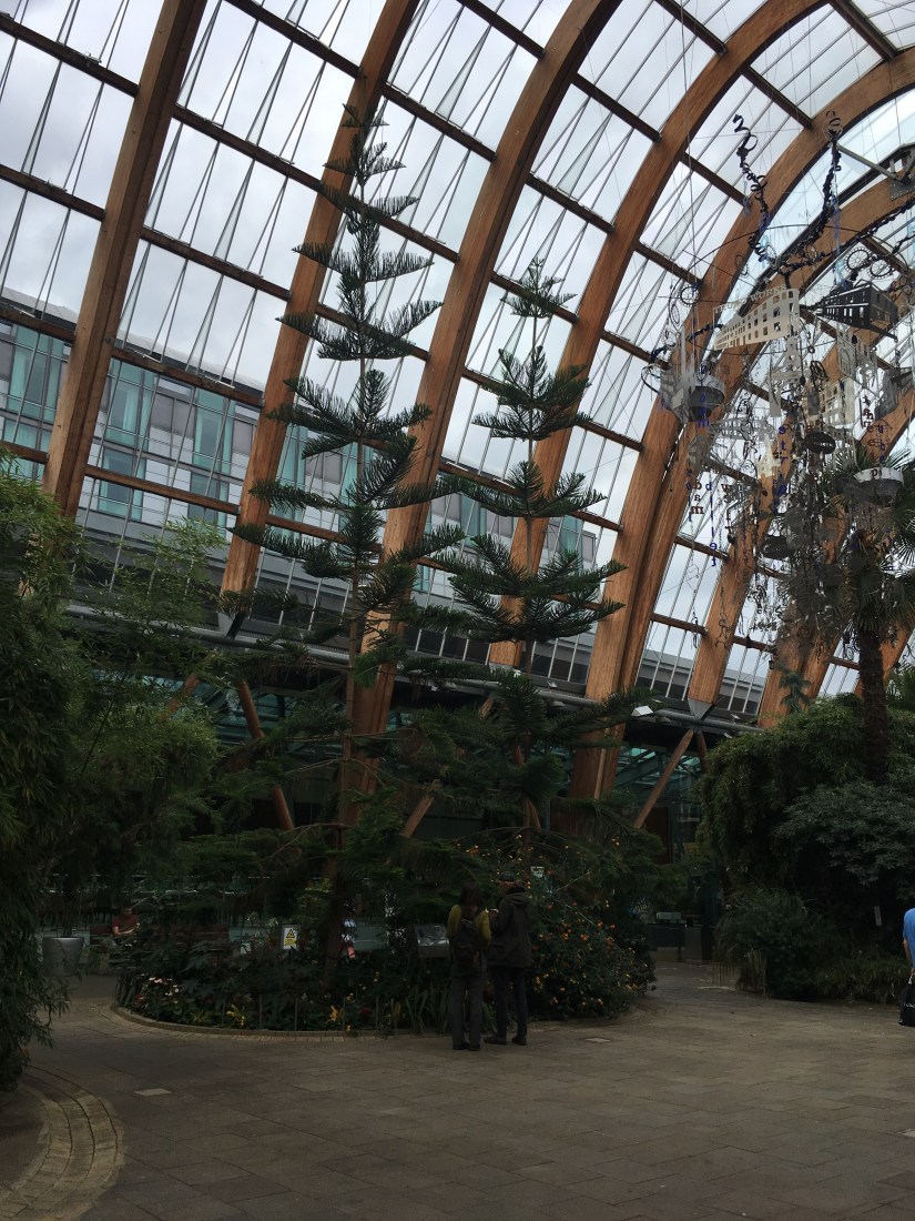 Norfolk Island Pines, Sheffield, winter gardens, essential oils, Aromatherapy, massage, Belper, Derbyshire 